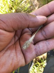 Fingerhuthia africana