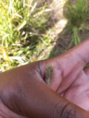 Fingerhuthia africana