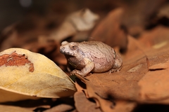 Physalaemus nattereri