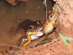 Leptodactylus labyrinthicus