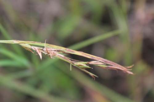 Scleria achtenii