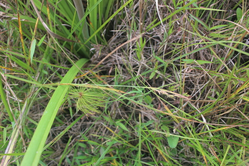 Scleria achtenii