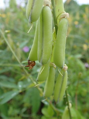 Crotalaria trichotoma