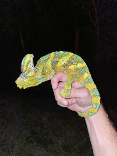 Chameleon