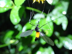 Tipula holoserica