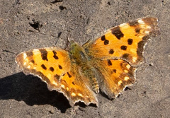 Polygonia c-album
