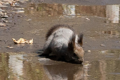Sciurus vulgaris
