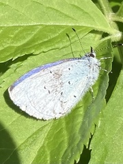 Celastrina argiolus