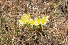 Pulsatilla patens