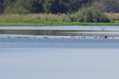 Alopochen aegyptiaca