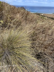 Aristida tenuifolia