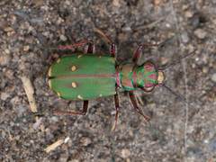 Cicindela campestris