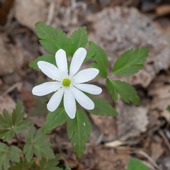 Anemonoides altaica