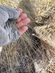 Aristida tenuifolia
