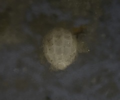 Favulina melo