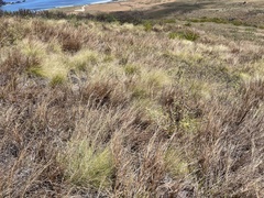 Aristida tenuifolia