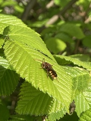 Nomada marshamella