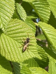 Nomada marshamella