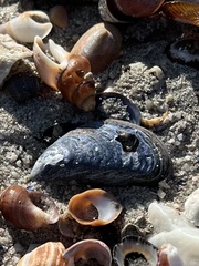Choromytilus meridionalis