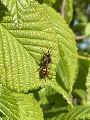 Nomada marshamella