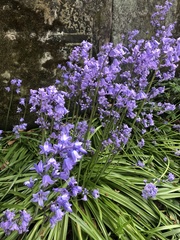 Hyacinthoides hispanica