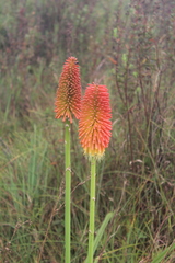 Kniphofia linearifolia