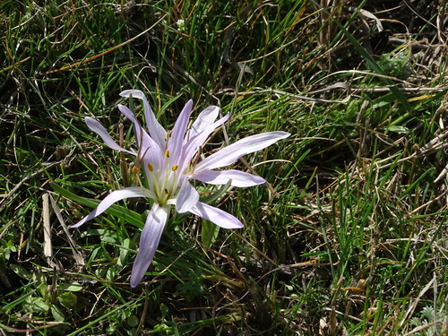 Colchicum soboliferum
