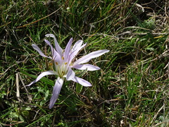 Colchicum soboliferum