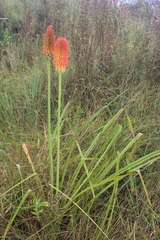 Kniphofia linearifolia