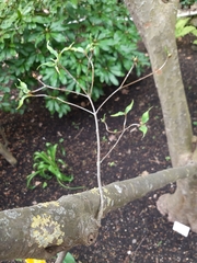 Cornus kousa chinensis
