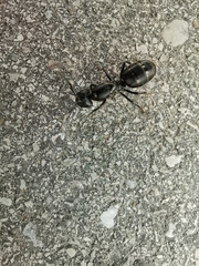 Camponotus vagus