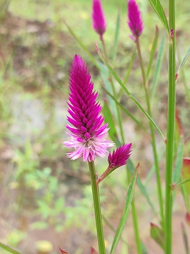 Celosia argentea image