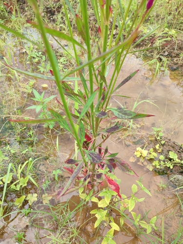 Celosia argentea image