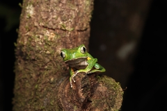Phyllomedusa burmeisteri
