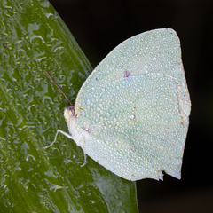 Phoebis neocypris neocypris