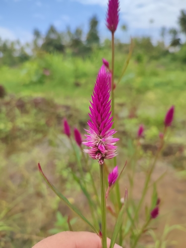 Celosia argentea image