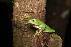 Phyllomedusa burmeisteri