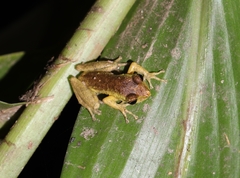Scinax luizotavioi