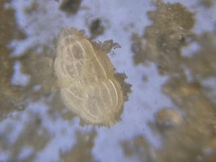 Uvigerinidae