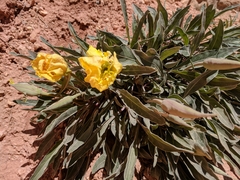 Oenothera cespitosa