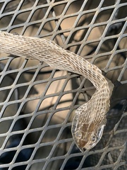 Masticophis taeniatus