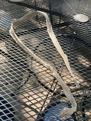 Masticophis taeniatus