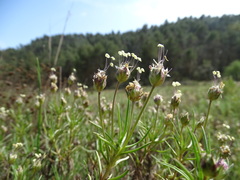 Plantago sempervirens