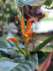 Stromanthe jacquinii