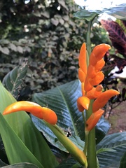 Stromanthe jacquinii