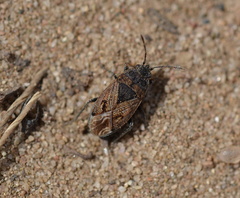 Trapezonotus arenarius