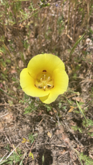 Calochortus luteus
