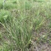 photo of Needle Grasses (Stipa)