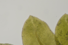Fissidens osmundioides