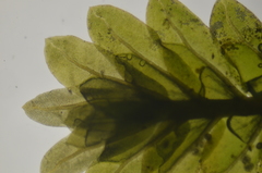 Fissidens osmundioides